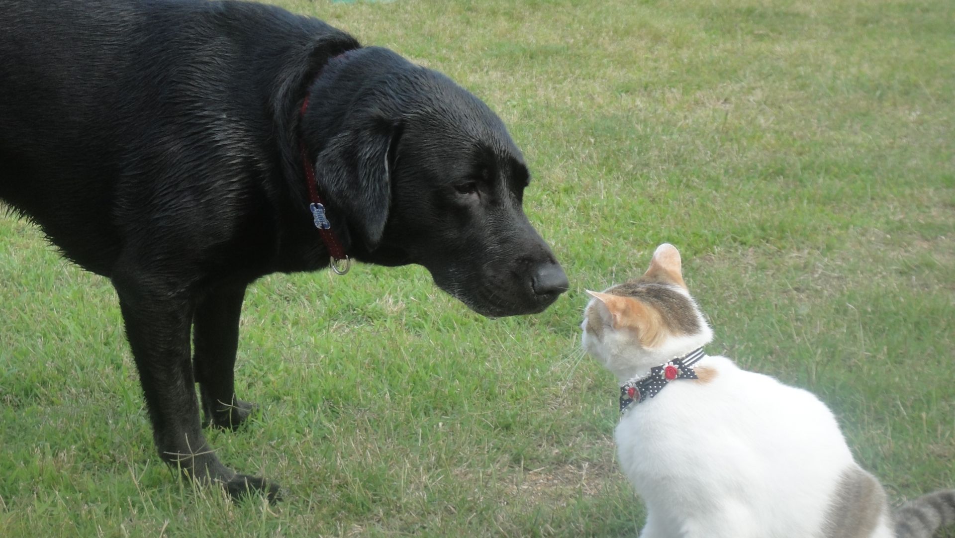 犬派?猫派?飼っている動物でわかる飼い主の性格判断