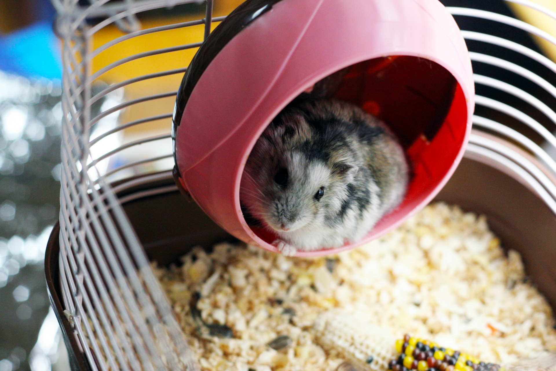 初めてハムスターを飼う時に揃えたいものと飼い方