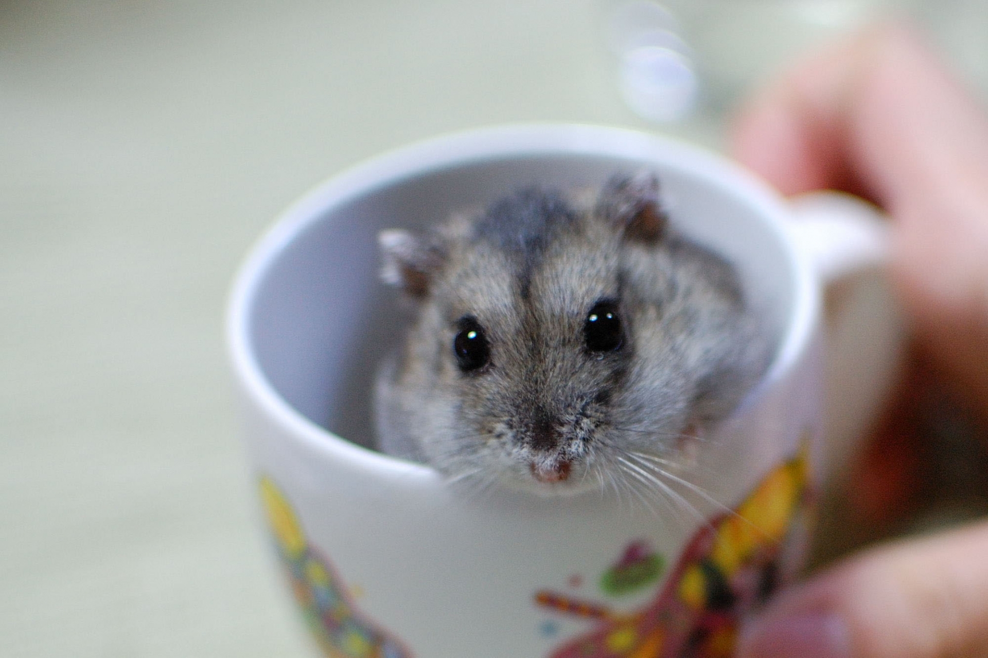 ひとり暮らしで癒されたい人のために飼いやすい小動物とは