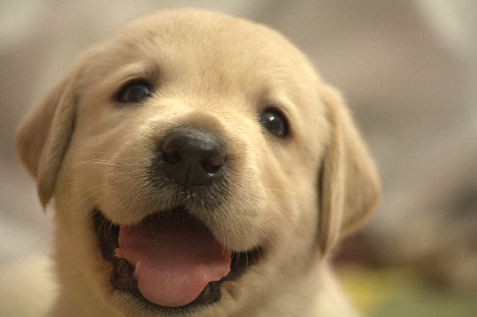 ワンダフルな犬の一生!犬にとって幸せな時間とは
