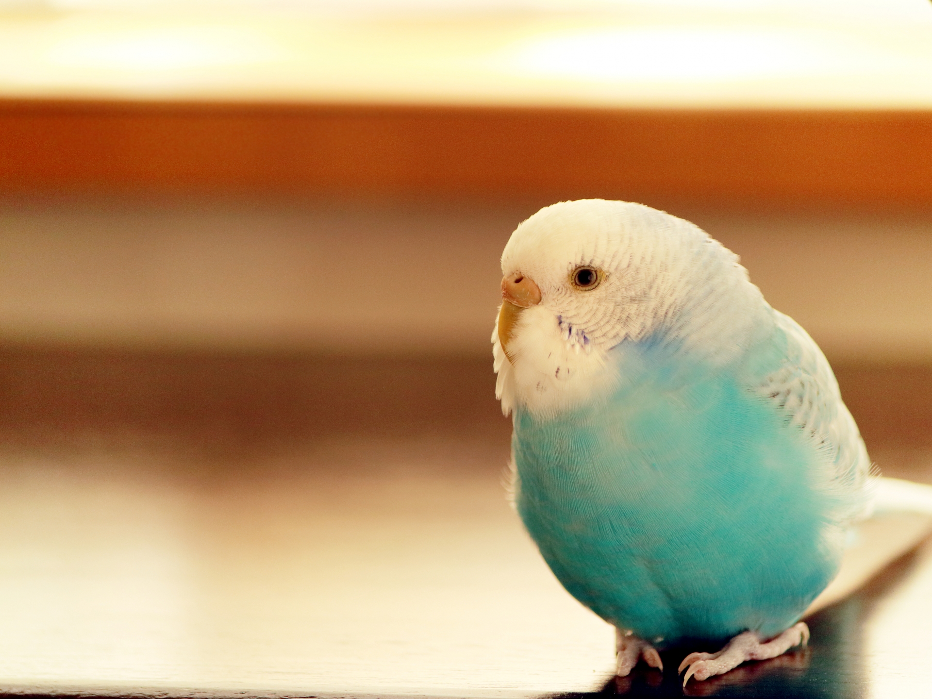 ペットとして飼いたい!おすすめの人気の鳥とは