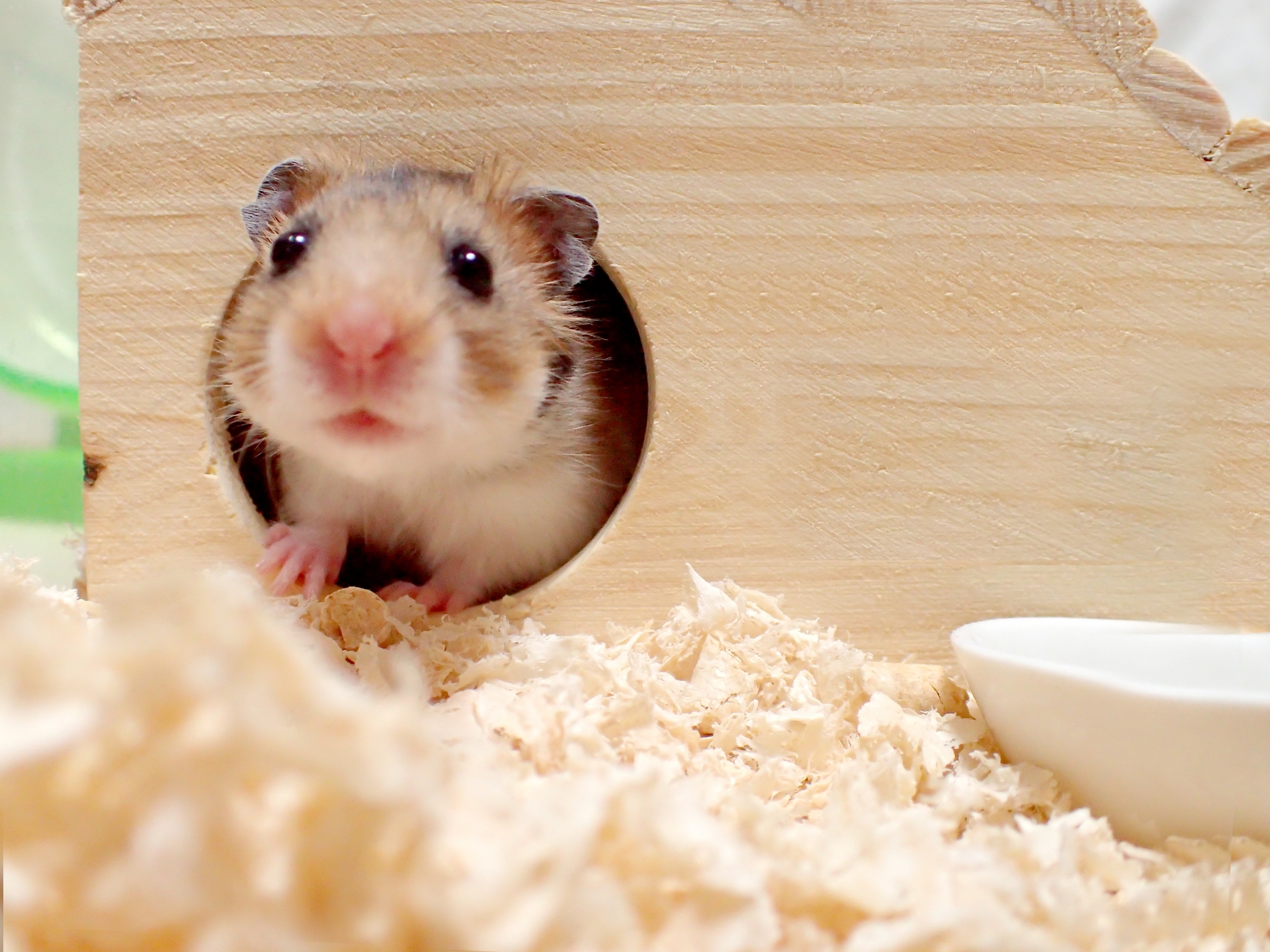 可愛いハムスターを飼うための飼い主の心構えとは