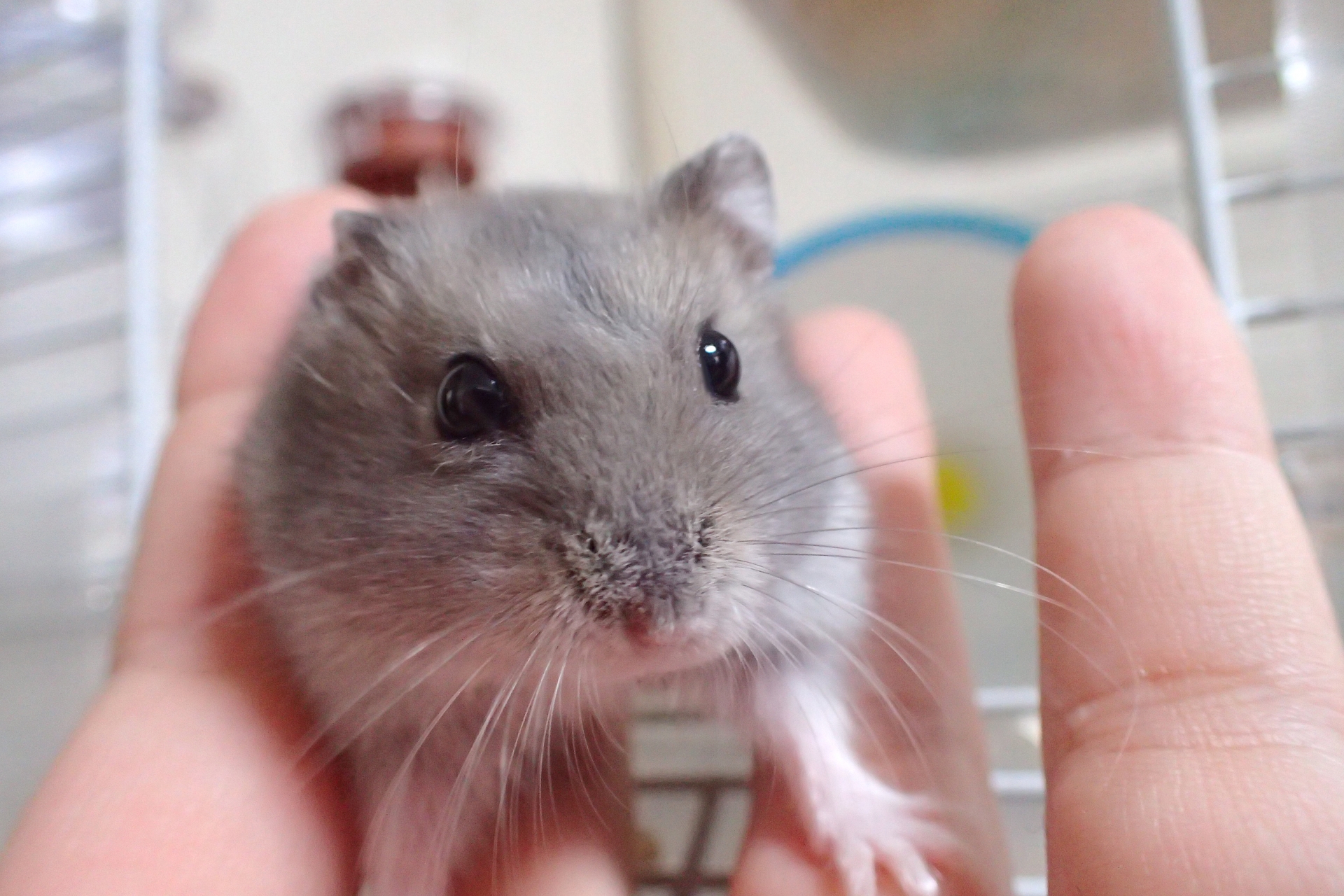ハムスターを手乗りハムちゃんにする方法