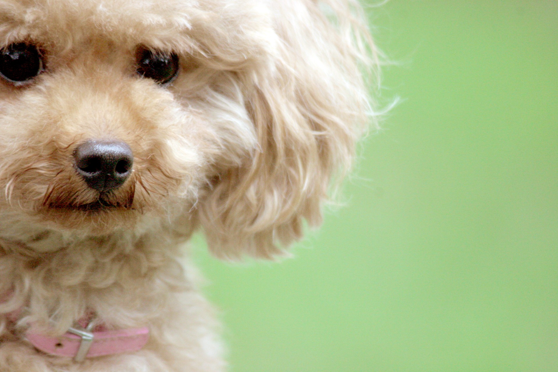 人見知りの犬っているの?犬に友達をつくる方法