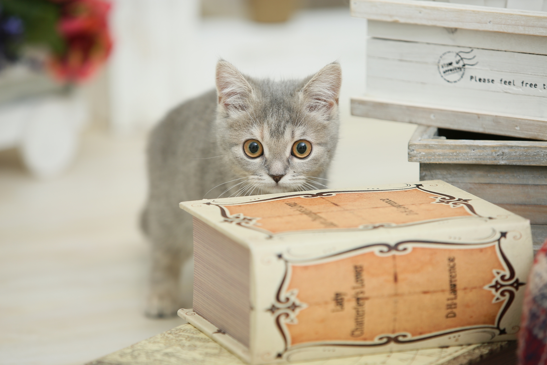 猫を初めて飼うときに覚えておきたいこと!5つの基本