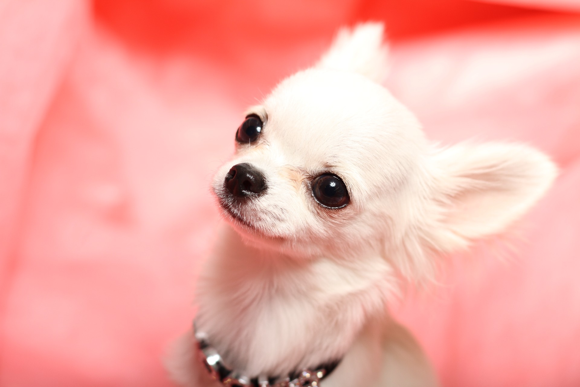 チワワの平均寿命とは?愛犬チワワを長生きさせる方法