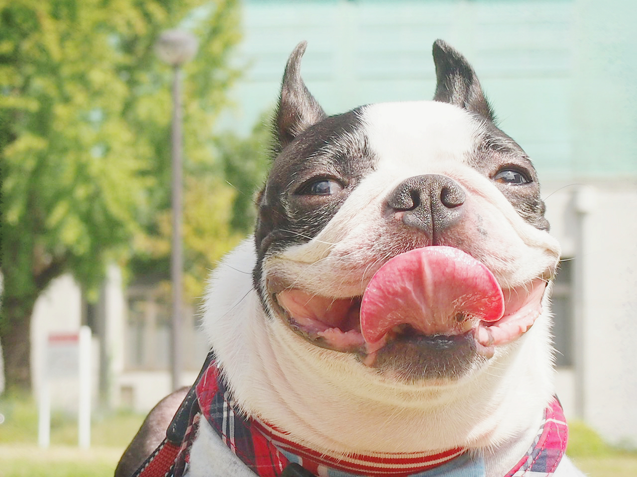 犬の遊び心を満足させるオモチャとは?オモチャの素材について