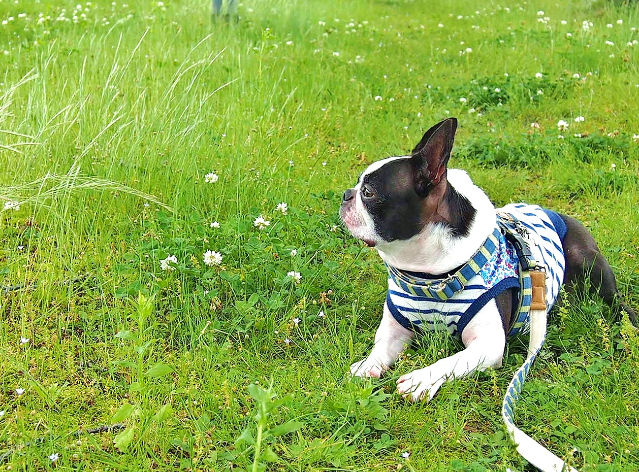 梅雨に入ったら犬もおしゃれなレインコートでお散歩に出よう!