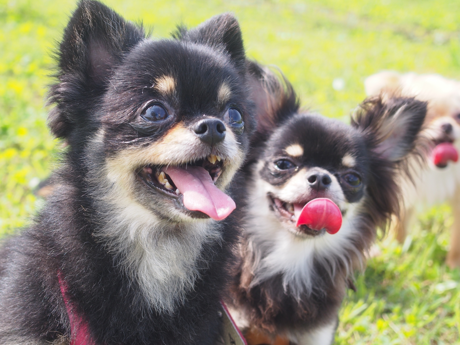犬を飼う前に知りたい初期費用はいくら?その内訳は?