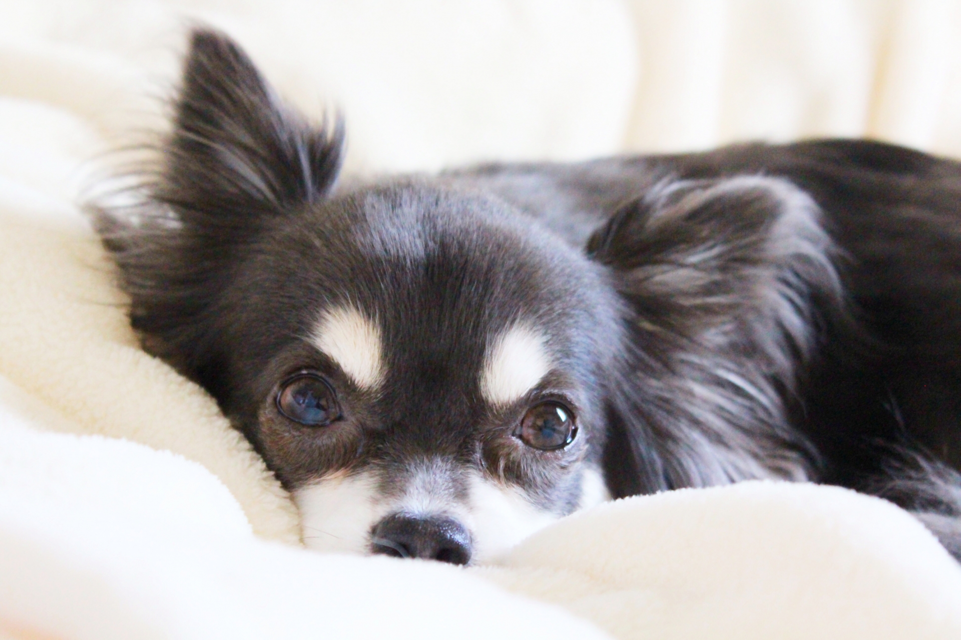 愛犬が老犬になったときの飼い主の心構えとその知識について