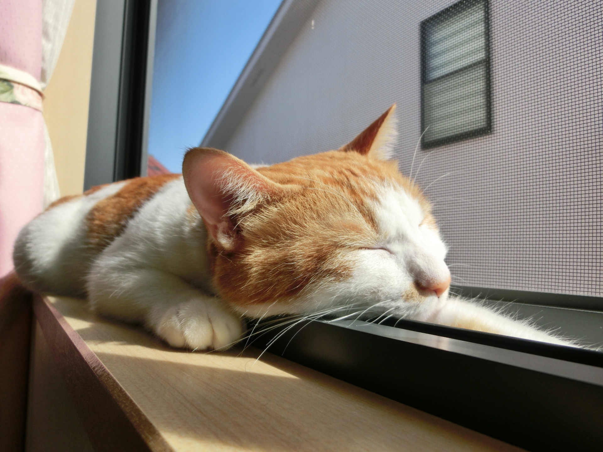 人間の4倍の速さで生きる猫の老化について