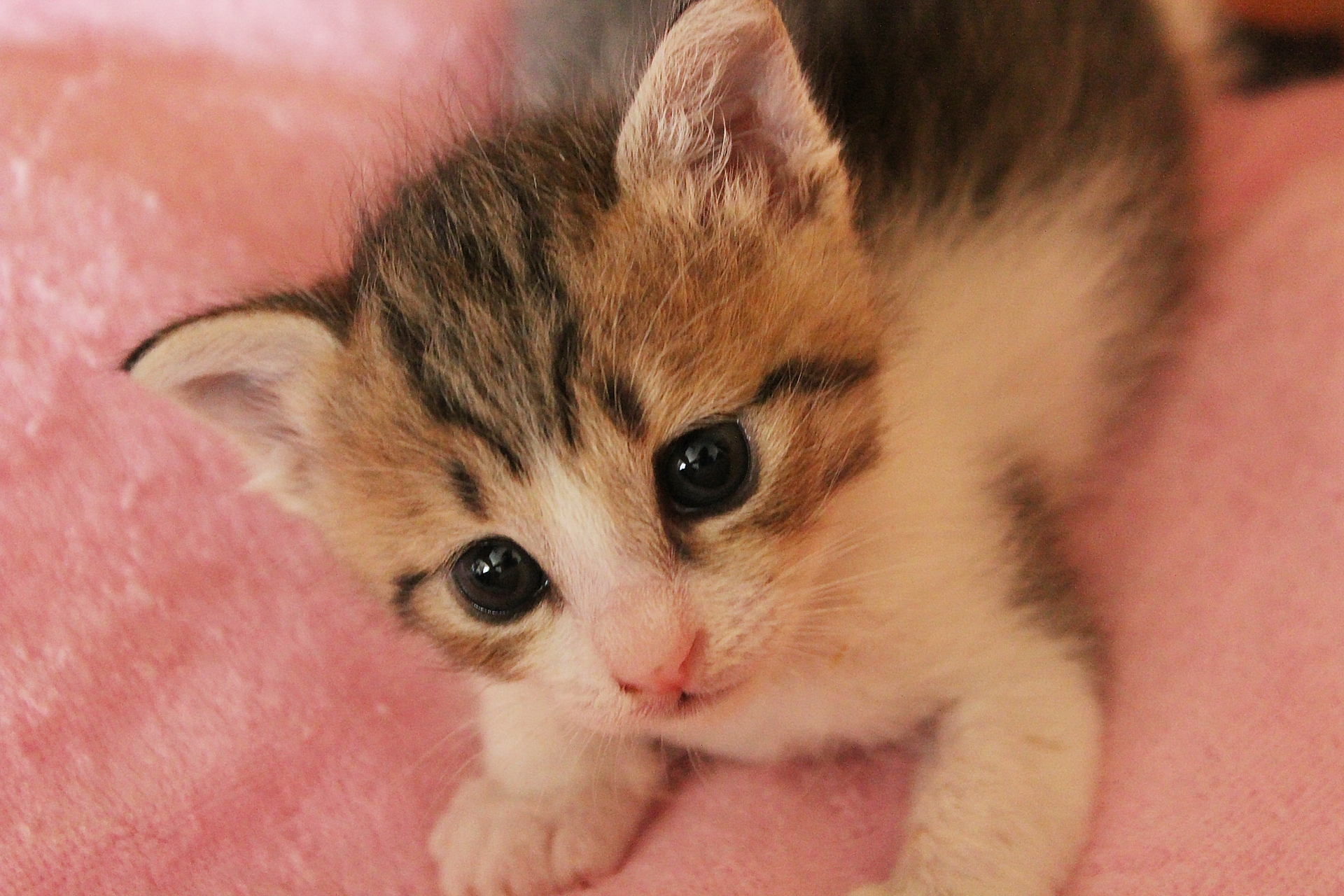 猫が好きな食べ物は何?食べさせてはいけない食べ物について