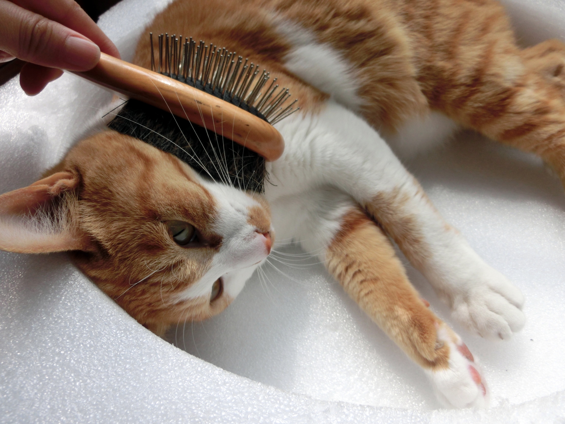 猫の抜け毛対策はシャンプーとブラッシングで!