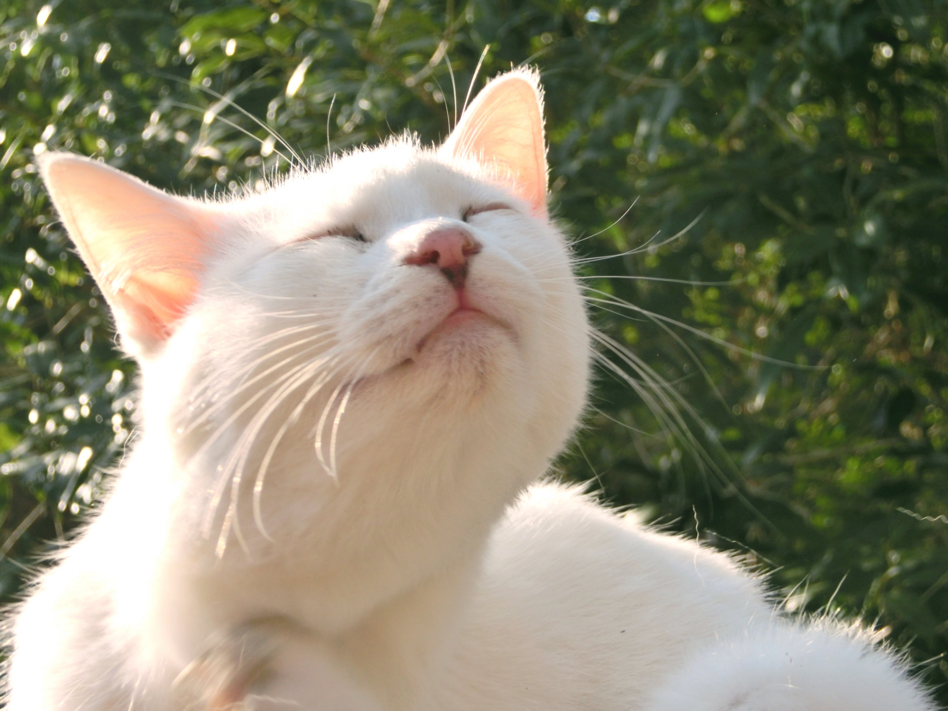 猫にシャンプーは必要?その頻度とシャンプーの方法について