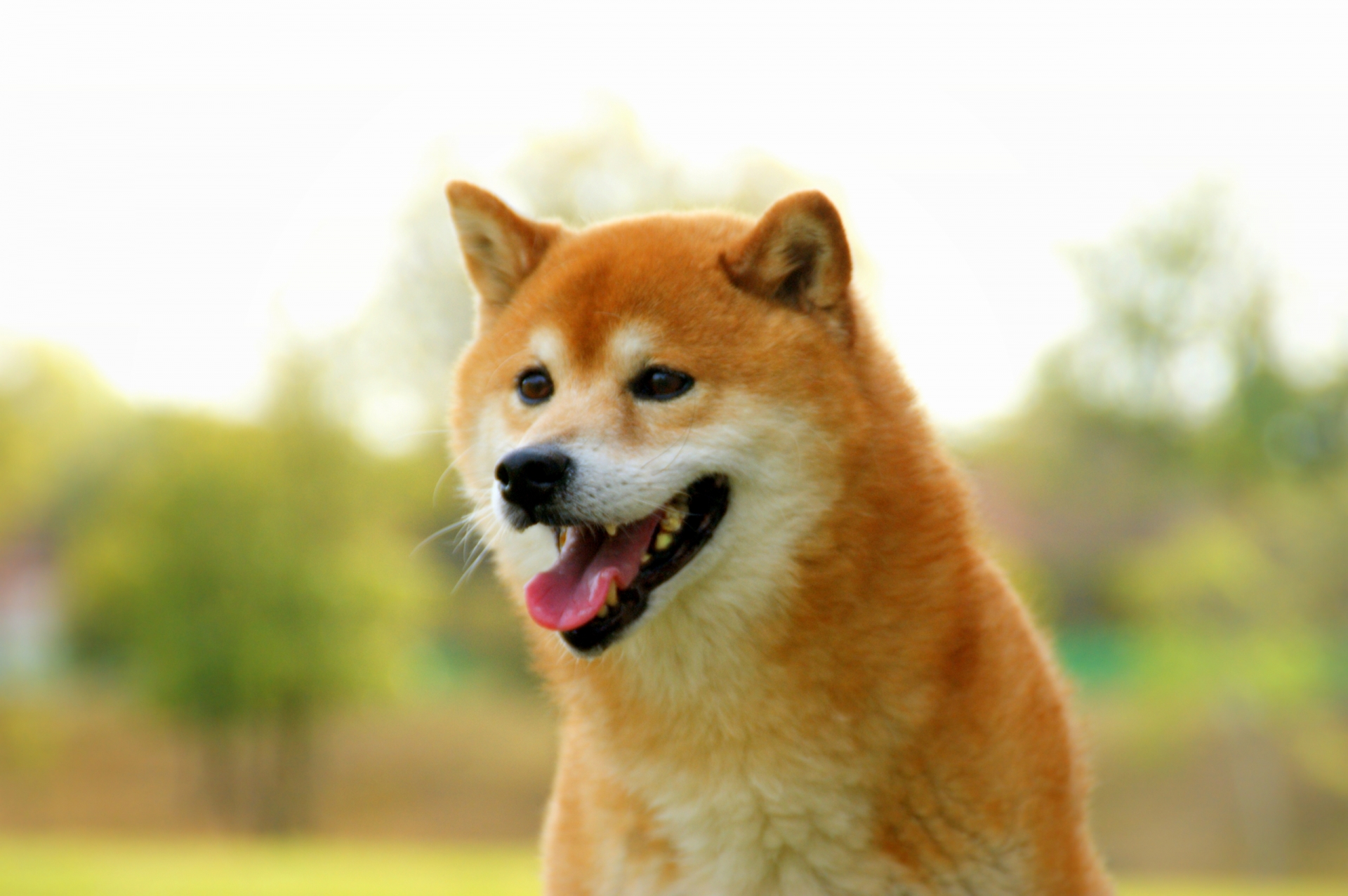 豆柴は柴犬とは違う犬種?小さくて可愛い豆柴の特徴について