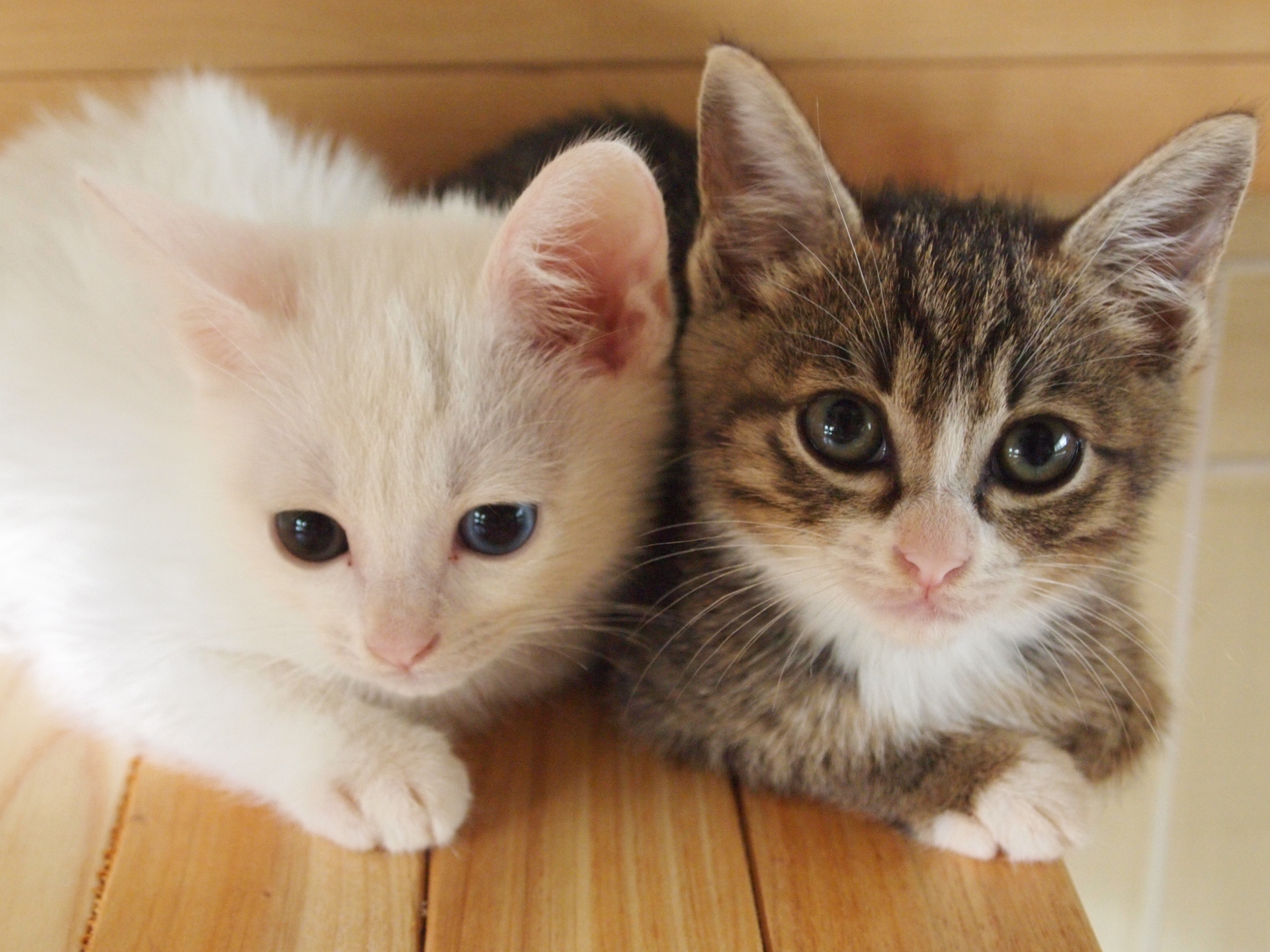 発情期のメス猫の対処には避妊手術が有効