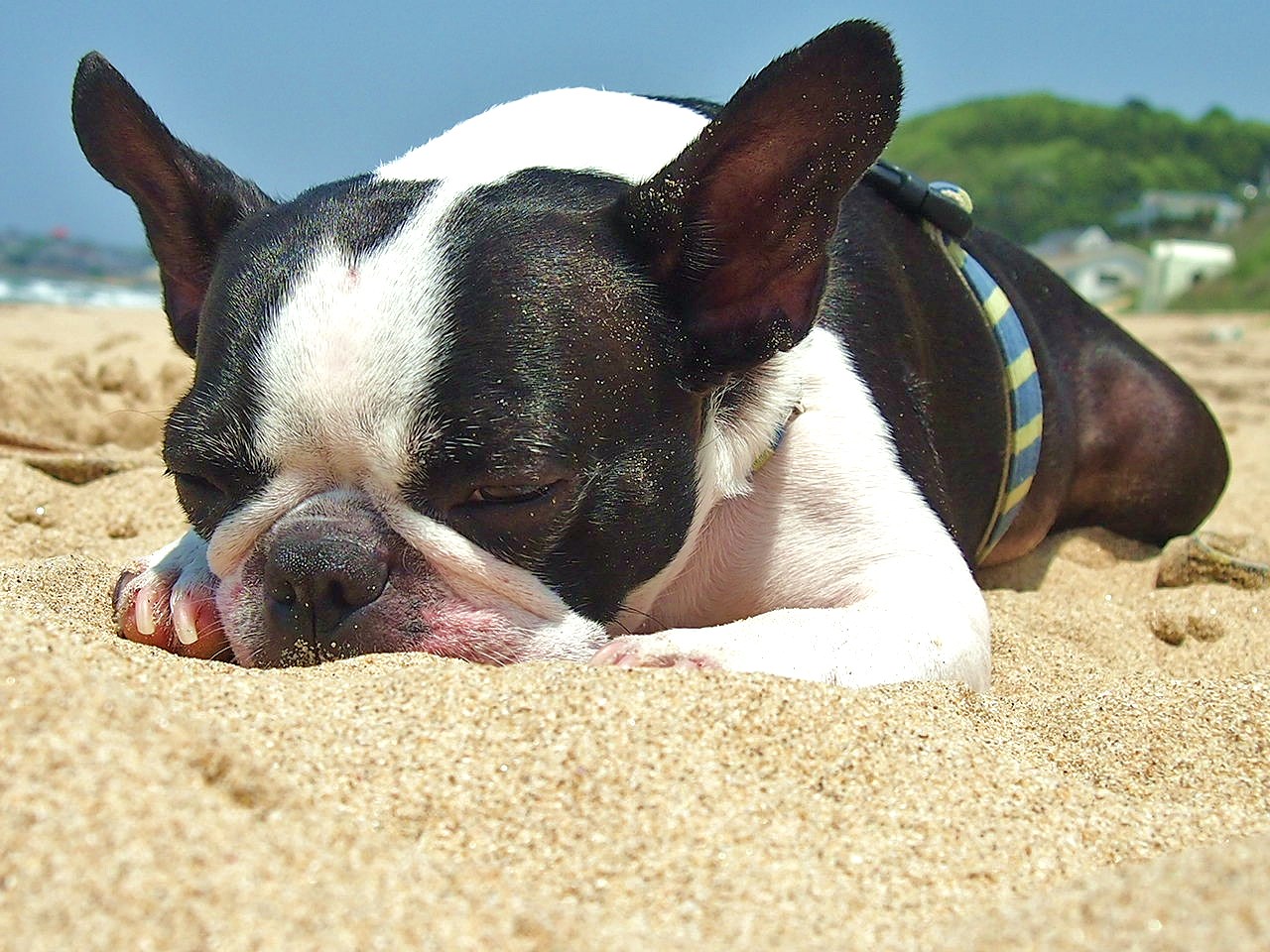 暑さだけではない!湿度にも気をつけよう!犬の熱中症症状と対策