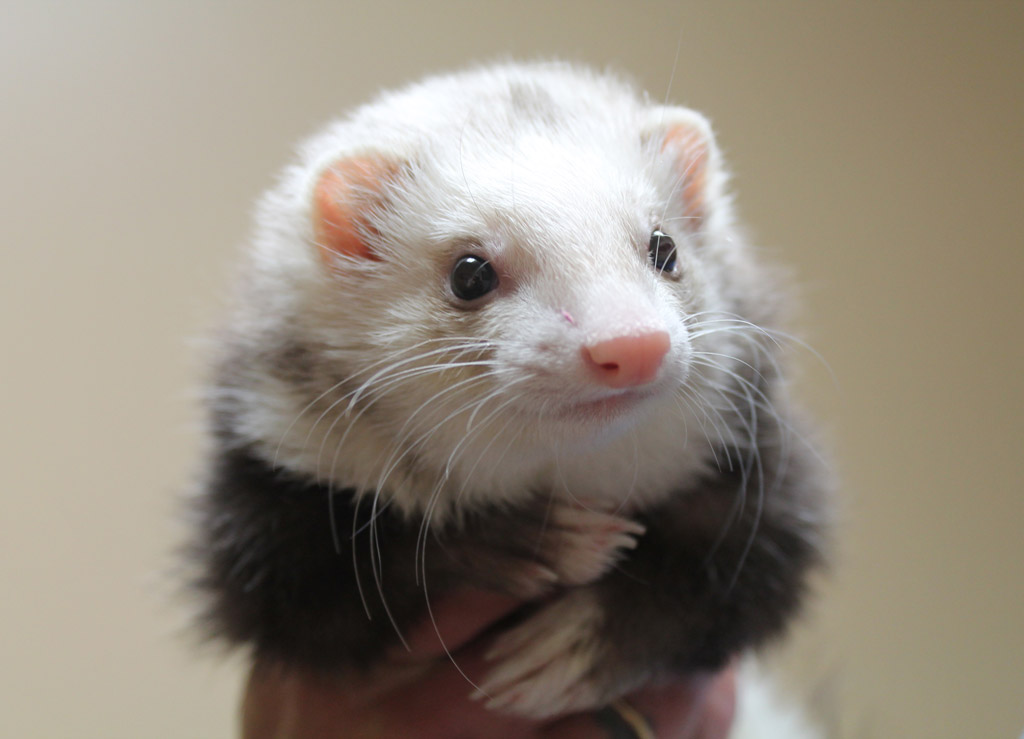 癒しの小動物!胴長短足のフェレットと楽しく暮らす方法