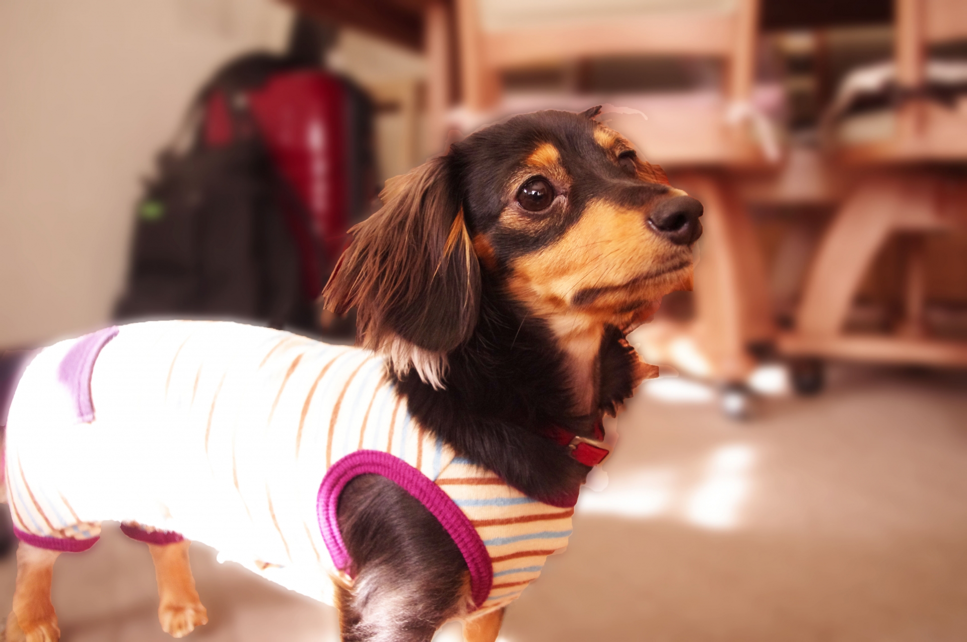 犬に洋服は必要?可愛いだけじゃない服は身を守るアイテム
