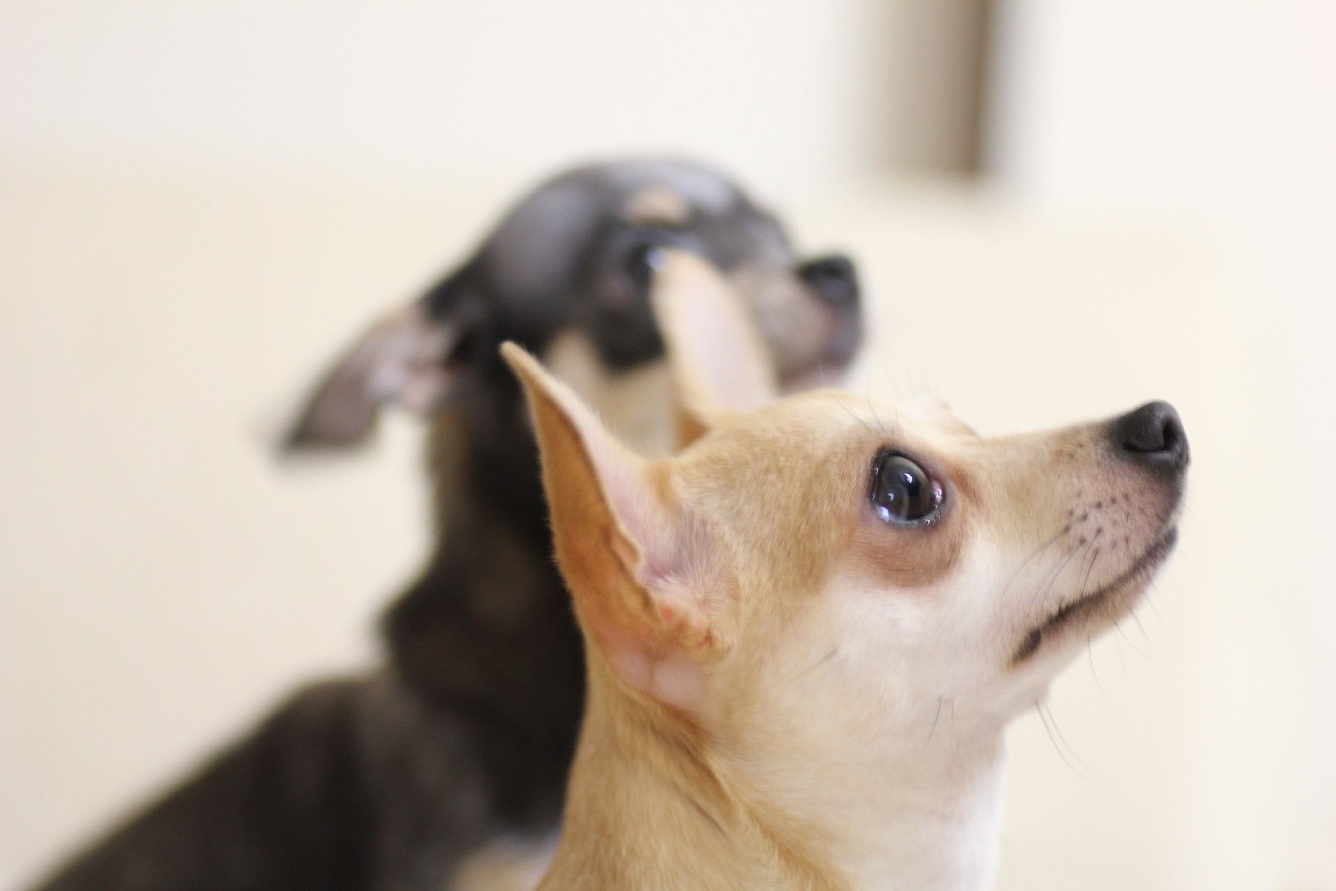 可愛い愛犬をペットホテルに預ける時に注意すること!