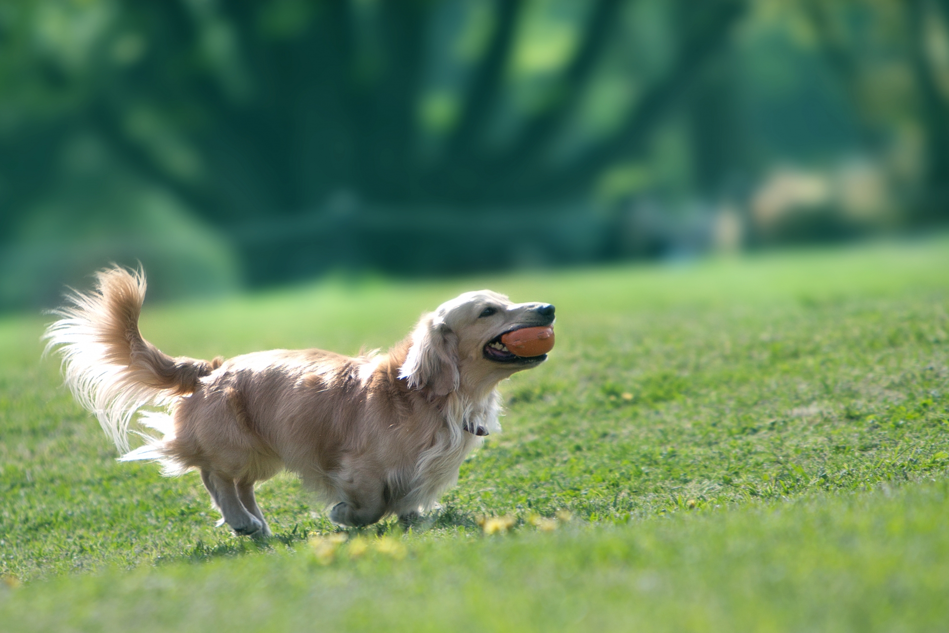 犬を家族にするとき里親になるという選択とは