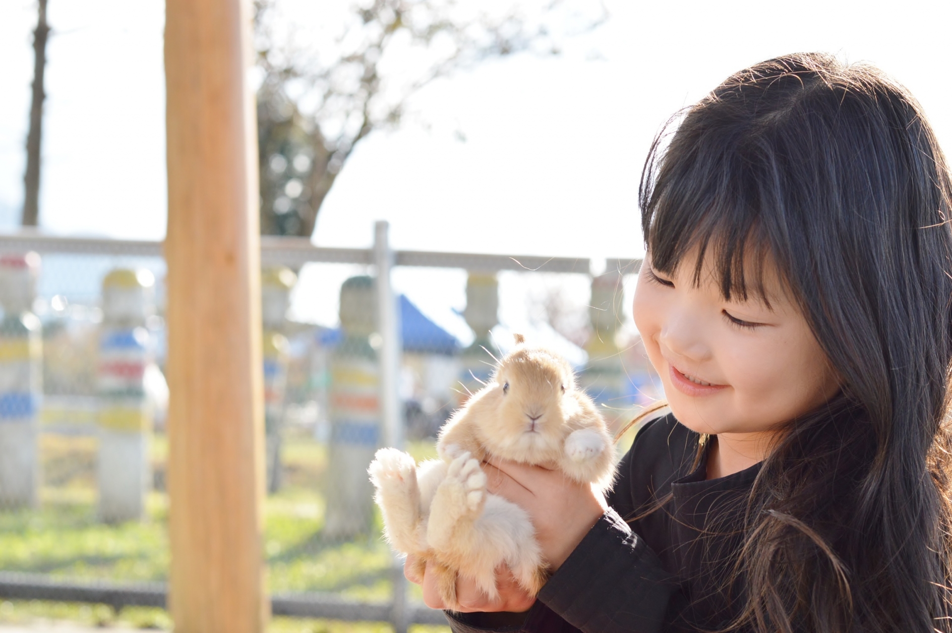 うさぎを飼いたい!初心者にも飼いやすいうさぎの種類と特徴
