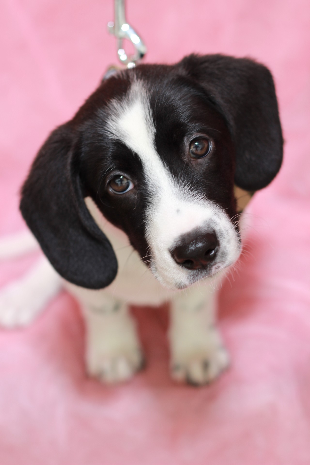 ビーグル犬は寂しがり屋で甘えん坊が多い?その飼い方について