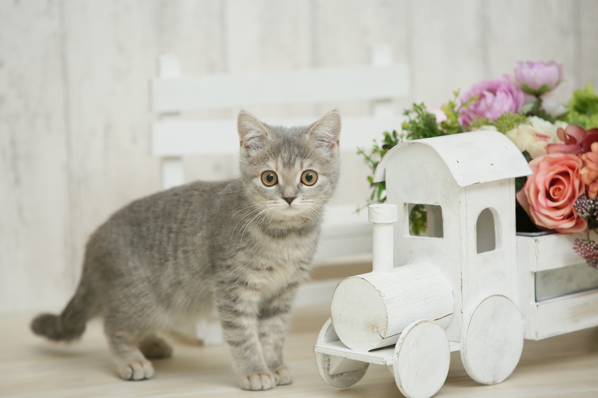 アメリカンショートヘアは初心者でも飼いやすいって本当?その魅力とは