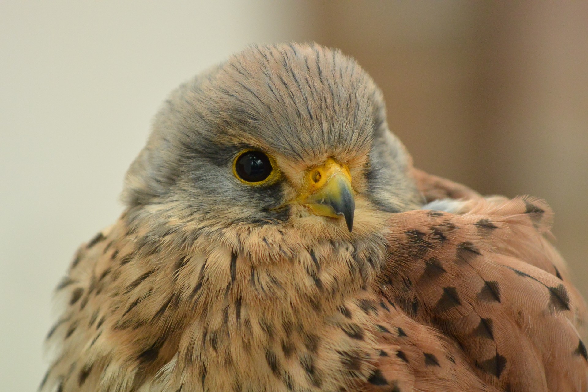 フクロウって家で飼えるの?フクロウをペットにするときの注意点