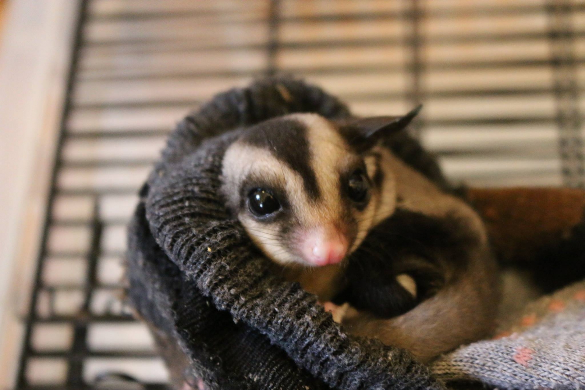 フクロモモンガは果物大好き!モモンガの特徴と飼い方について