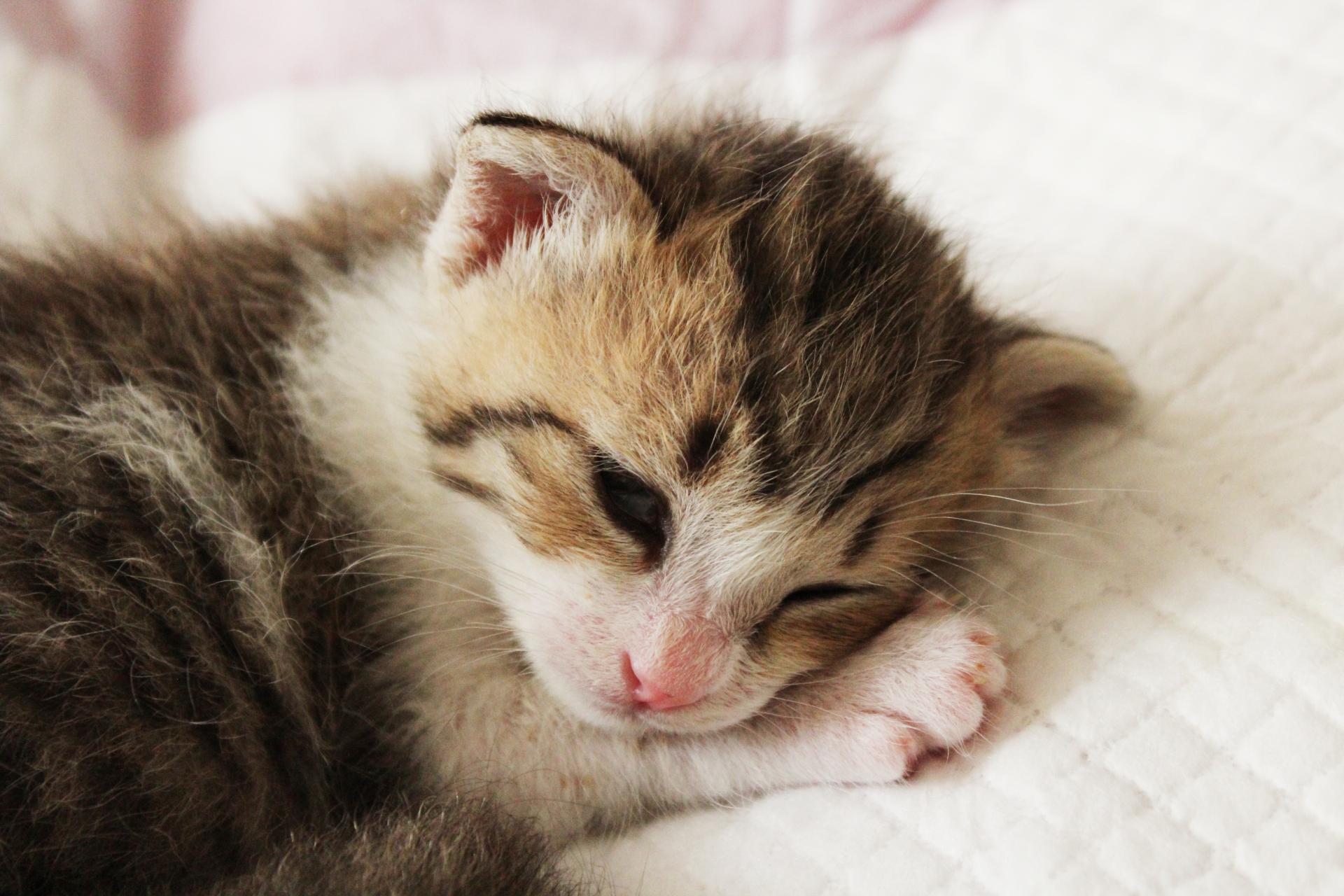 猫の嘔吐で慌てない!吐く原因と病気について