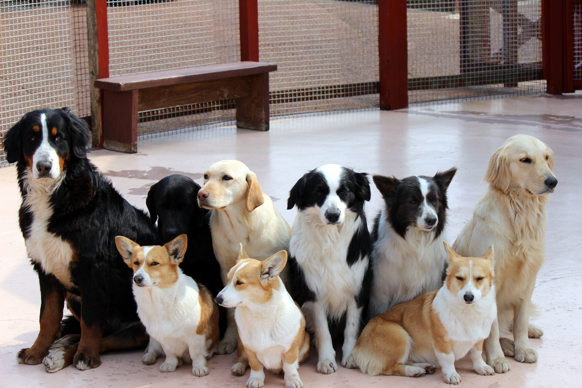 ペットに保険加入は必要か?悩める飼い主の方へ