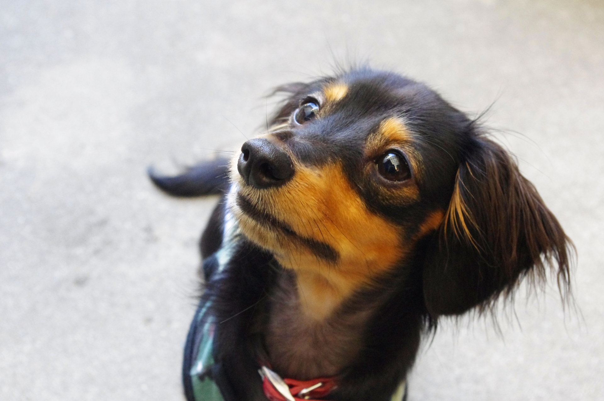 愛犬に芸を教えることはできる?簡単に芸を教える方法